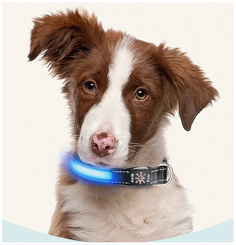 Collar Luz LED 3 modos Luz carga USB Perros Gatos Talla M Azul